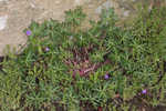 Longstalk cranesbill